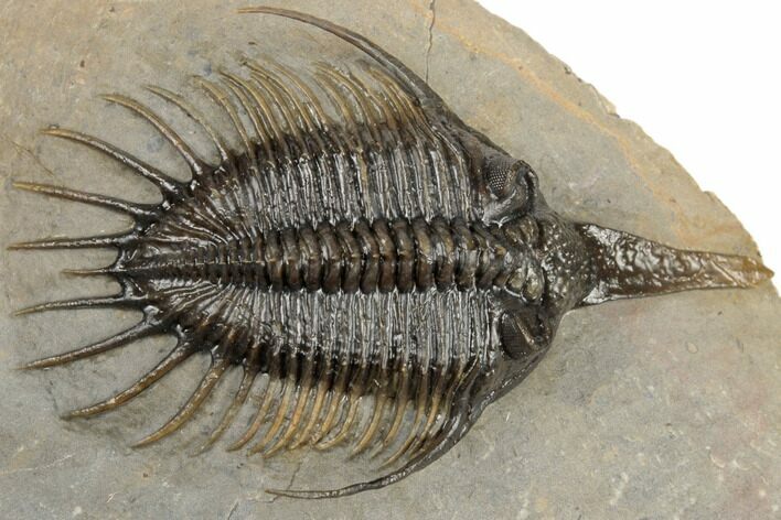 Rare, Psychopyge Termierorum Trilobite With Gerastos #193696